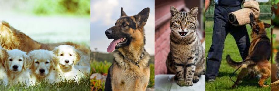 Petrely Official Cover Image