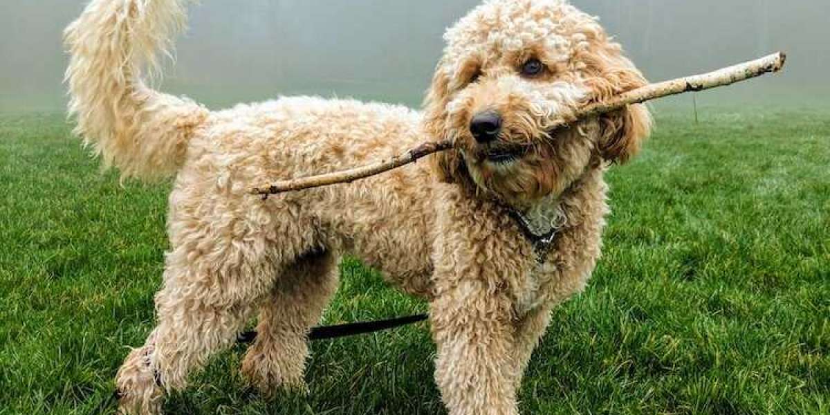 Mini Goldendoodles Buying Guide