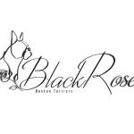 Black Black Rose Bostons