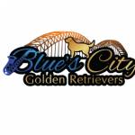 Blues City Golden Retrievers