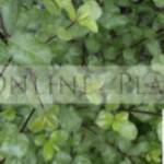 Online Plants