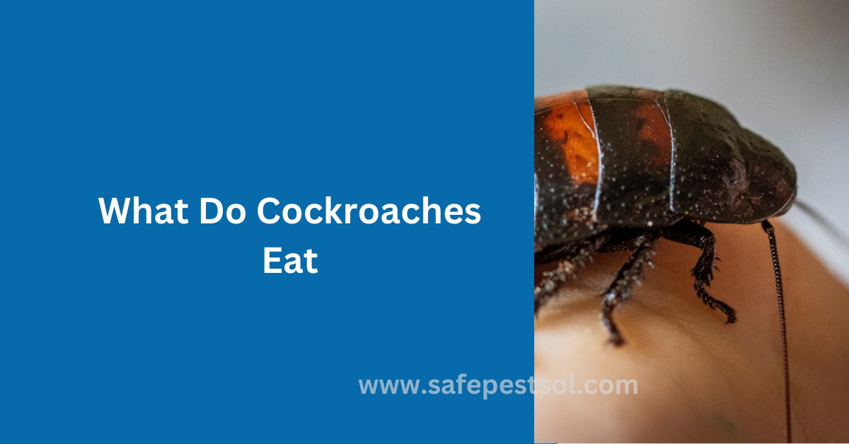 What Do Cockroaches Eat - Most Common Food - Safe Pest Solutions