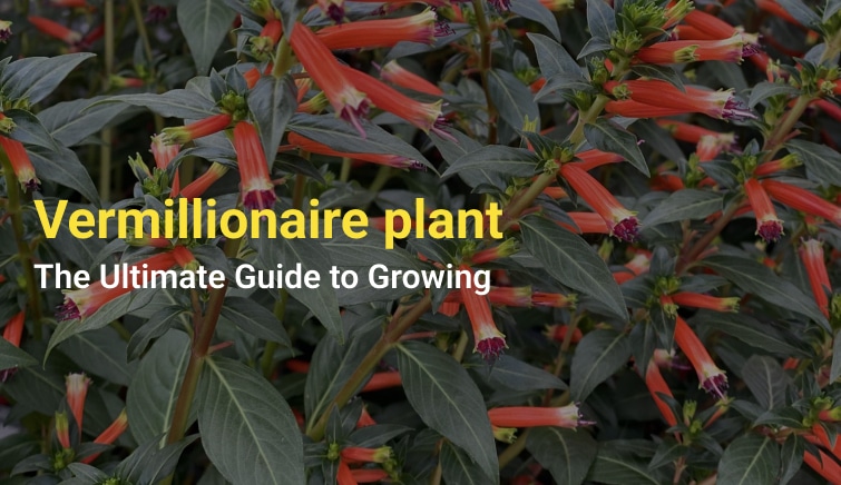 Vermillionaire plant: The Ultimate Guide to Growing - Home Knows