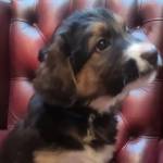 Dogs For Sale uk