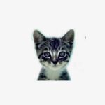 We Love Cats and Kittens