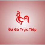 Đá gà trực tiếp