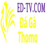 Đá Gà Trực Tiếp Thomo