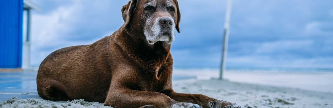 Paws Spas Cover Image