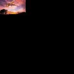 flighys official ayush