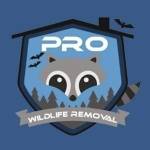 Pro Wildlife Removal