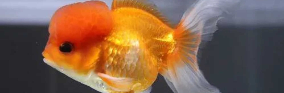 ChuChuGoldfish Cover Image