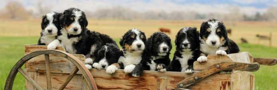 Haystack Mountain Bernedoodles Cover Image