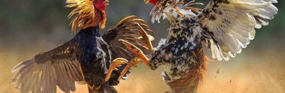 Đá Gà 88 Cover Image