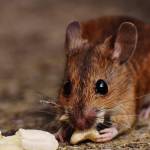 ratsremoval melbourne