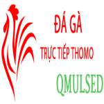 Đá Gà Trực Tiếp Thomo