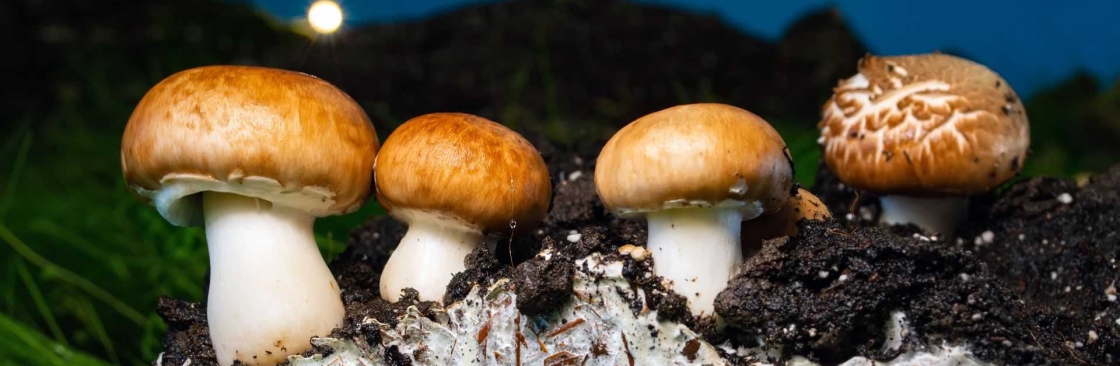 Quality Spores Cover Image