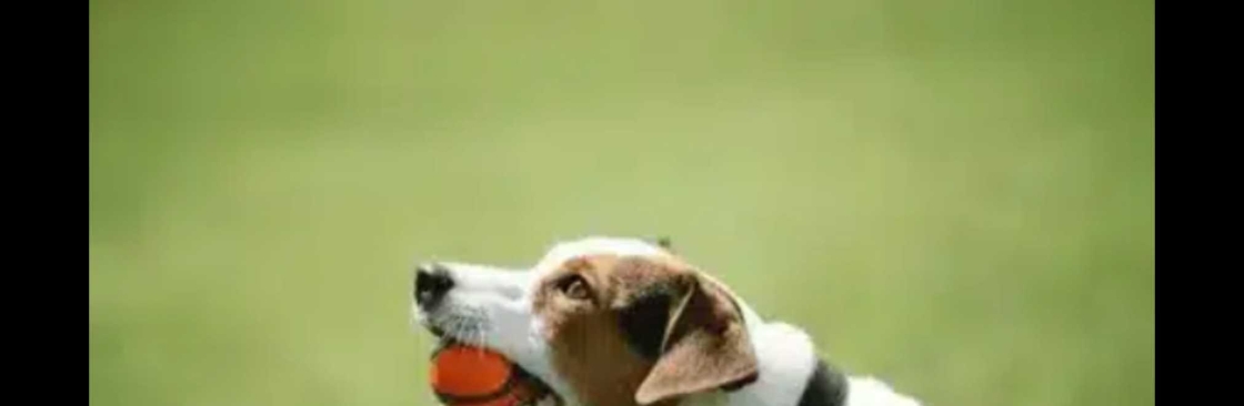 Houston dog training Cover Image