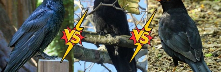 Crow Calls Cover Image