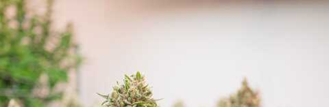 HempShop 247 Cover Image