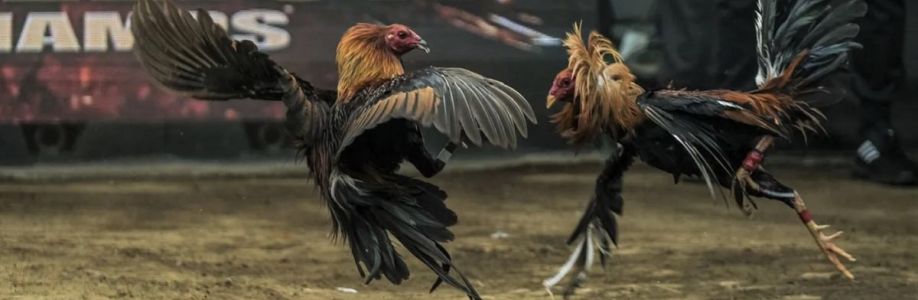 Thư viện đá gà Cover Image